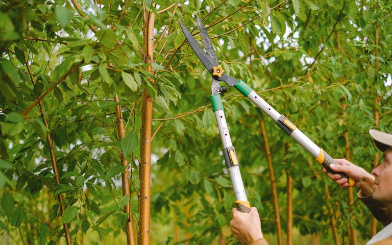 Tree trimming in Pahokee, FL